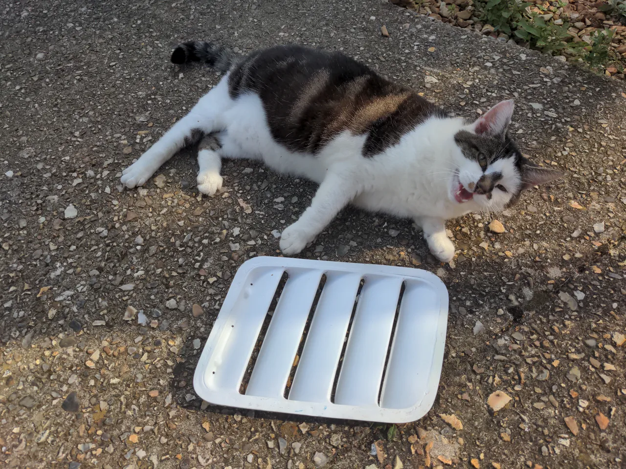 My cat next to one of the RS500 vents. She is a chubby cat and the vents are not much smaller than her.
