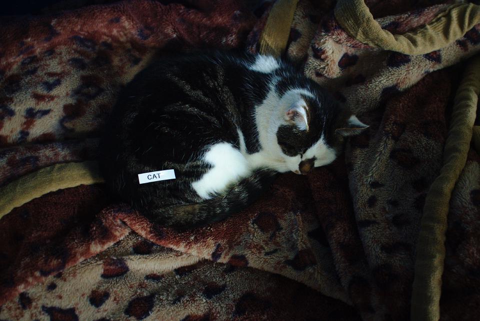 Cat, with a label reading "Cat"