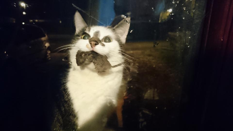 Guard Cat, with a very dead mouse in her mouth