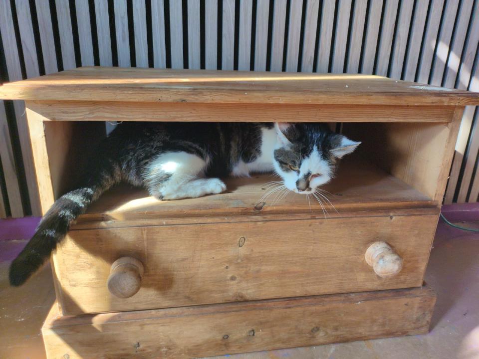 Gertrude, a tabby-and-white cat, squeezed into the space left by the missing drawer.