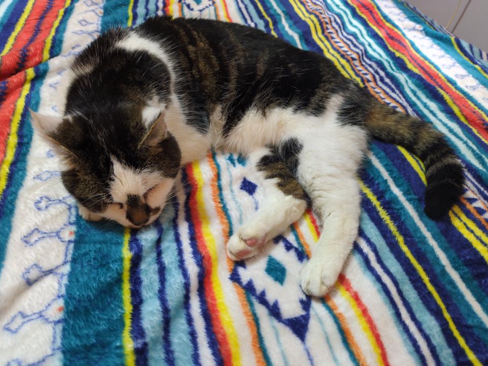 Gertrude asleep on her new bed.