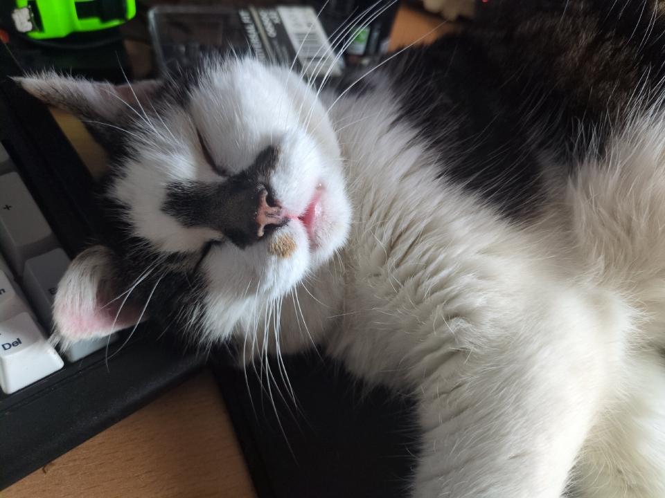 My cat Gertrude. She is asleep and her head is on the edge of my keyboard.