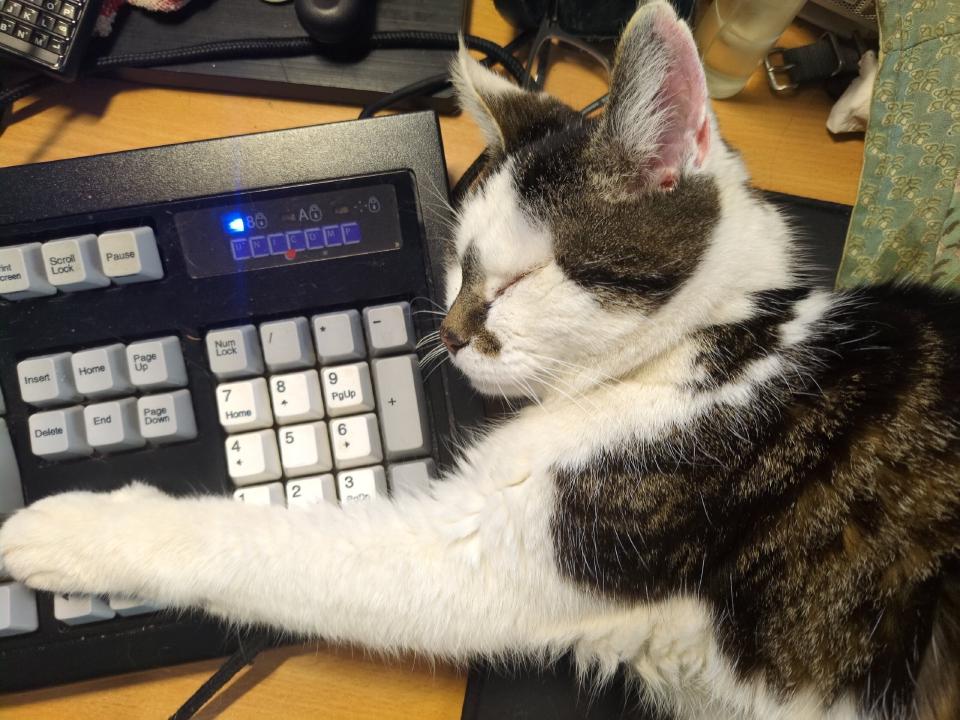 My cat sleeping next to my keyboard, with a paw extended all the way over to the arrow keys.