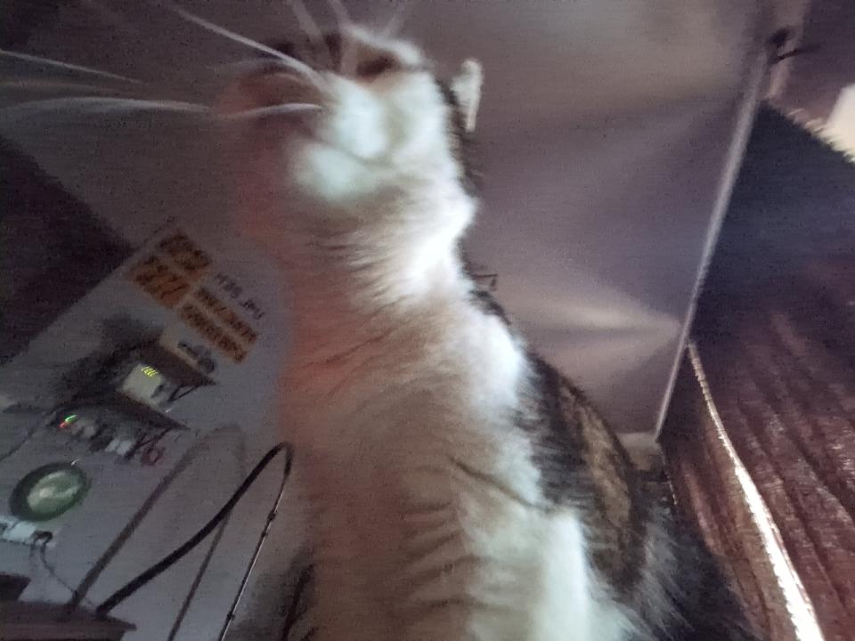 My cat waking me up in the morning. The photo is blurry and taken from a weird angle that makes her look huge; she is standing on my chest.