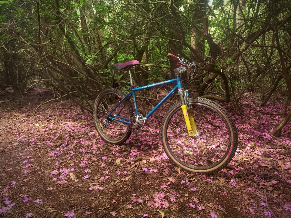 My blue-with-colourful-components Ridgeback in a pine forest, looking at a sharp downhill.