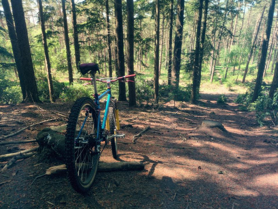 The same bike among some purple-flowered bushes.
